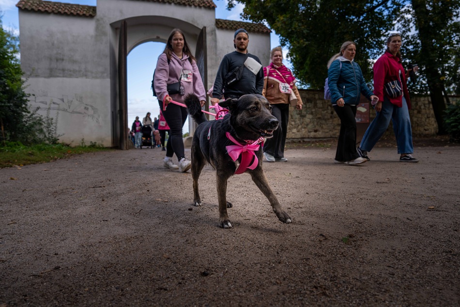 Ps růžovou mašlí mezi účastníky Race for the Cure